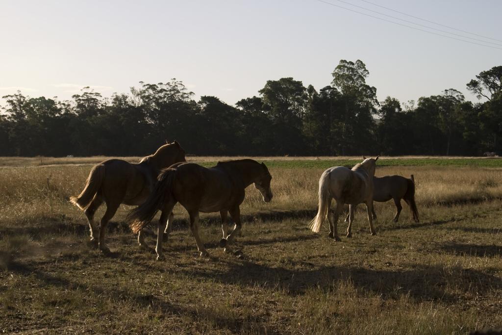 Estancia Ave Maria (Adults Only) Tandil Buitenkant foto